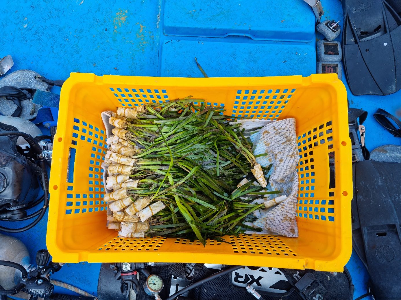 Seagrass used in the Seagrass Habitat Restoration Project