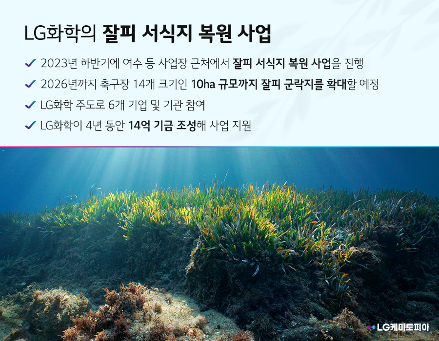 LG화학의 잘피 서식지 복원 사업